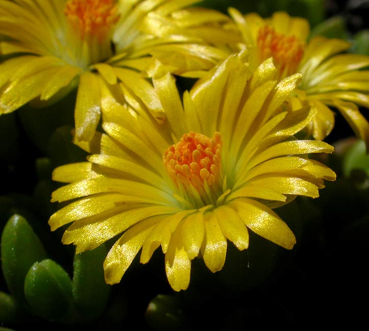 KOSTŘAVA SIVÁ (nízká)  Festuca glauca