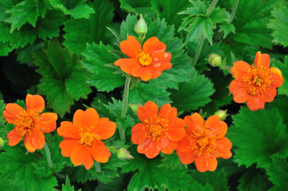 Цветы оранжевого цвета названия и фото садовые многолетние