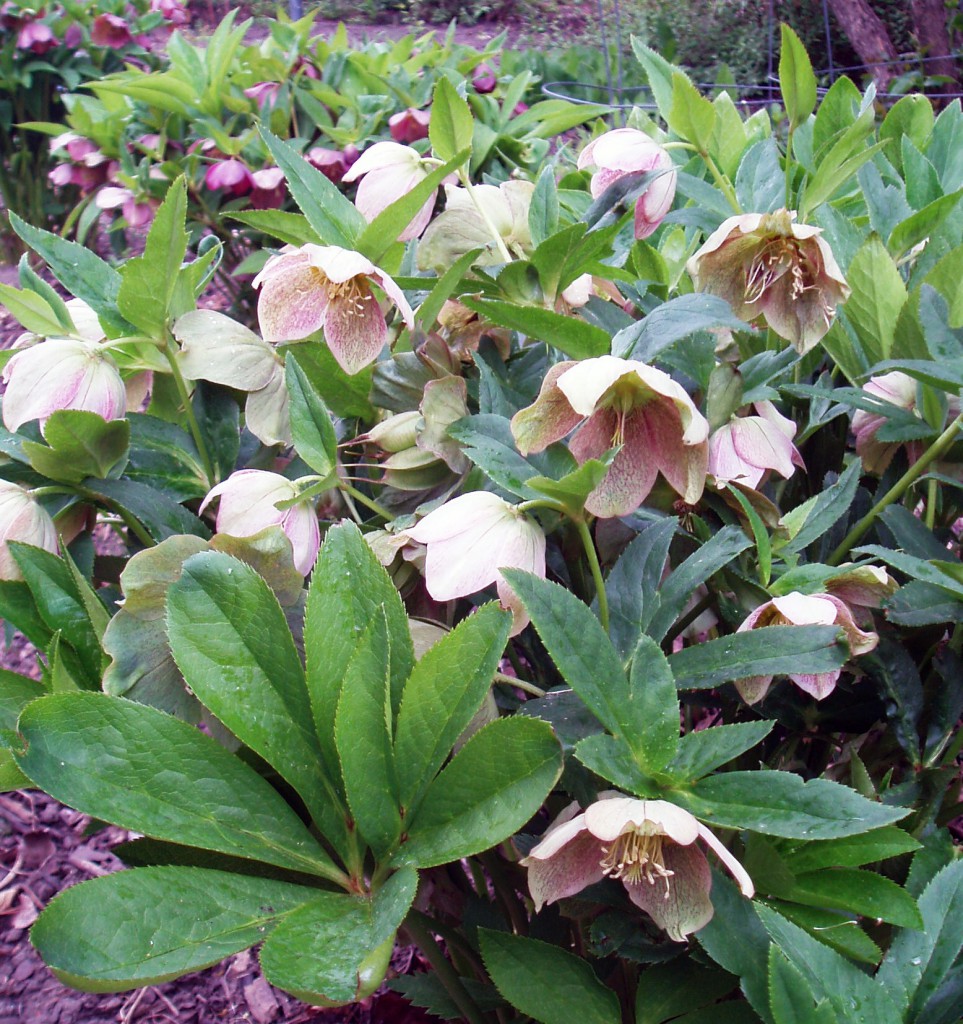 ČEMEŘICE VÝCHODNÍ    Helleborus orientalis