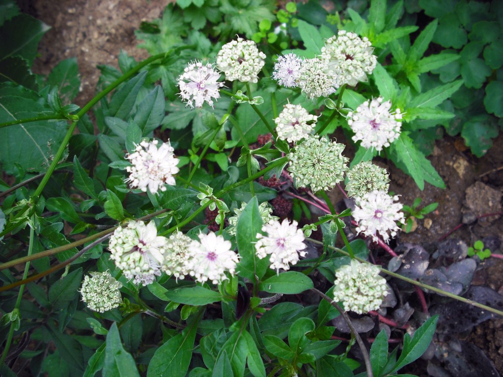 JARMANKA - Astrantia major