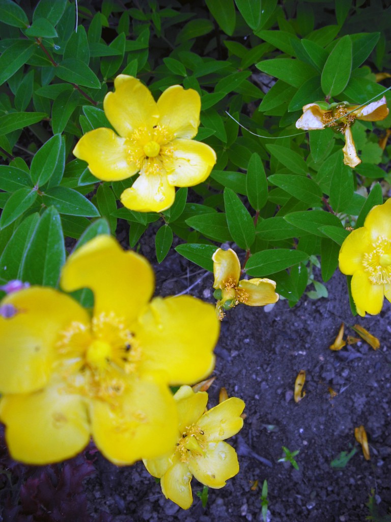 TŘEZALKA ROZKLADITÁ - Hypericum patulum