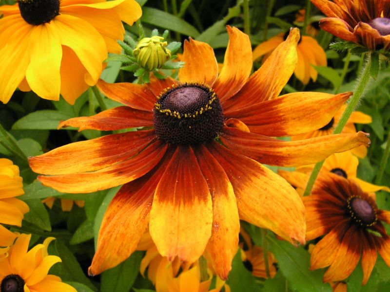 TŘAPATKA PLNÁ - Rudbeckia hirta