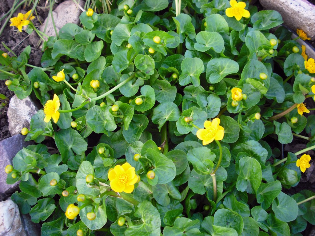 BLATOUCH BAHENNÍ - Caltha palustris