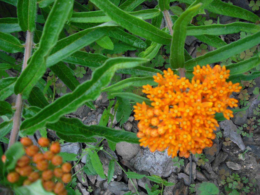 KLEJICHA ORANŽOVÁ - Asclepias tuberosa