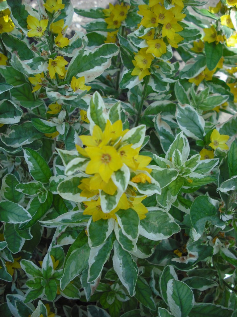 Vrbina panašovaný bílý list - Lysimachia