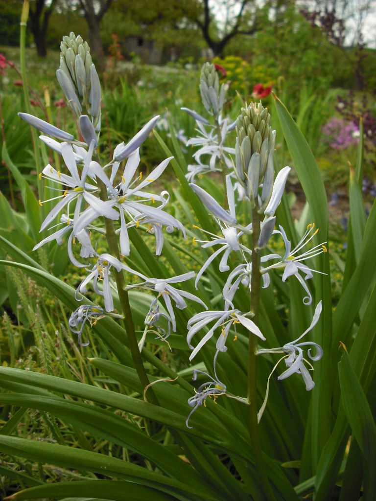 Ladoník - Camassia