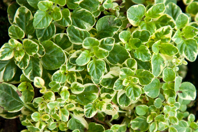 Dobromysl panašovaný list - Origanum